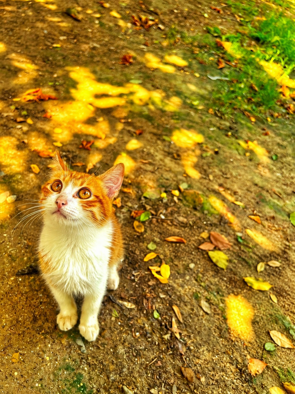 An orange and white kitten waiting for a handwritten paper smile.